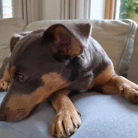 Willa Hoevetoerisme Op 'T Zand NeerNeerpelt Zewnętrze zdjęcie